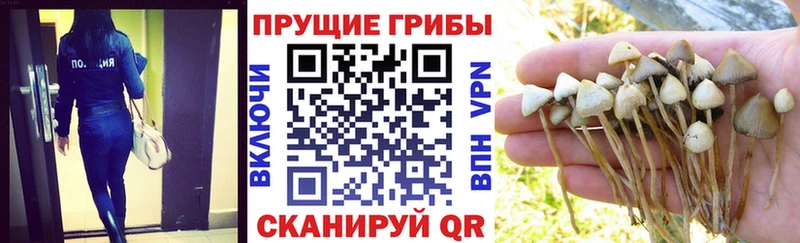 Купить  Новое Девяткино  Псилоцибиновые грибы прущие грибы 